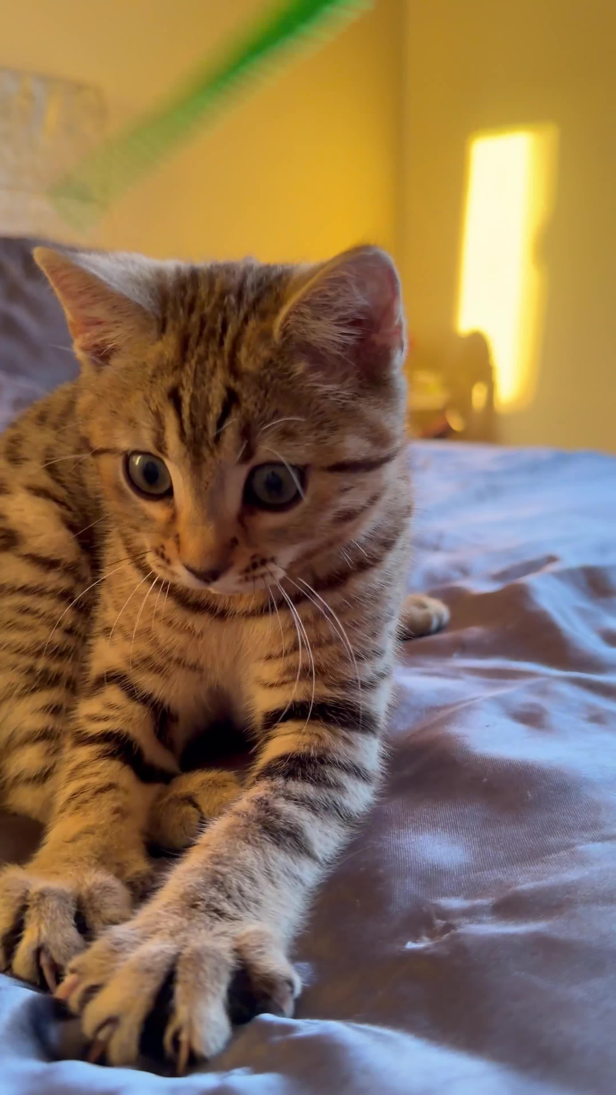 Mixed Breed cats for sale: Bengal X Scottish Straight Hybrid - Video 2