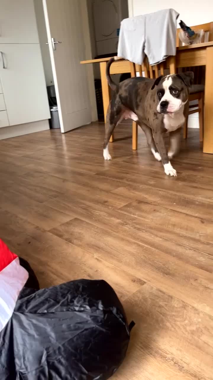 American Bulldog dogs for sale: Looking to rehome our family pet - Video 1