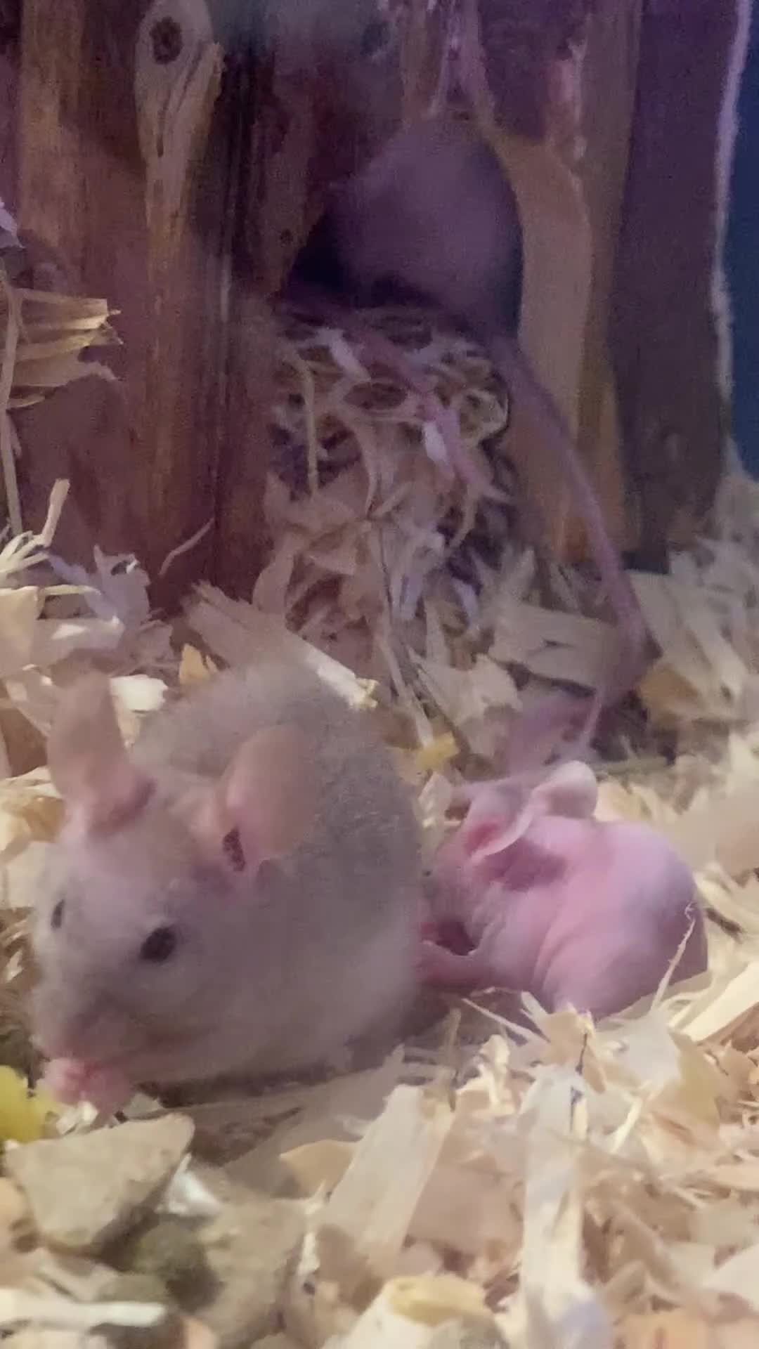 Mouse rodents for sale: Mice for sale  - Video 1