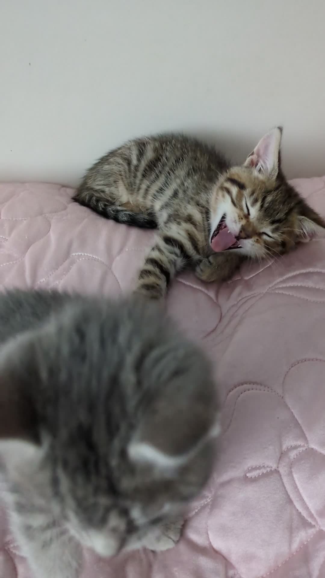 Bengal cats for sale: Bengal kittens Ready to leave now  - Video 2