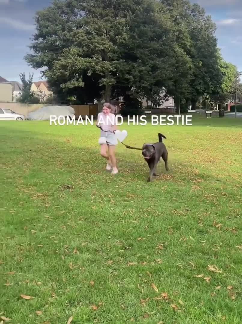 Boerboel dogs for stud: Imperial Health Tested & Champion Stud in Eastleigh - Video 1