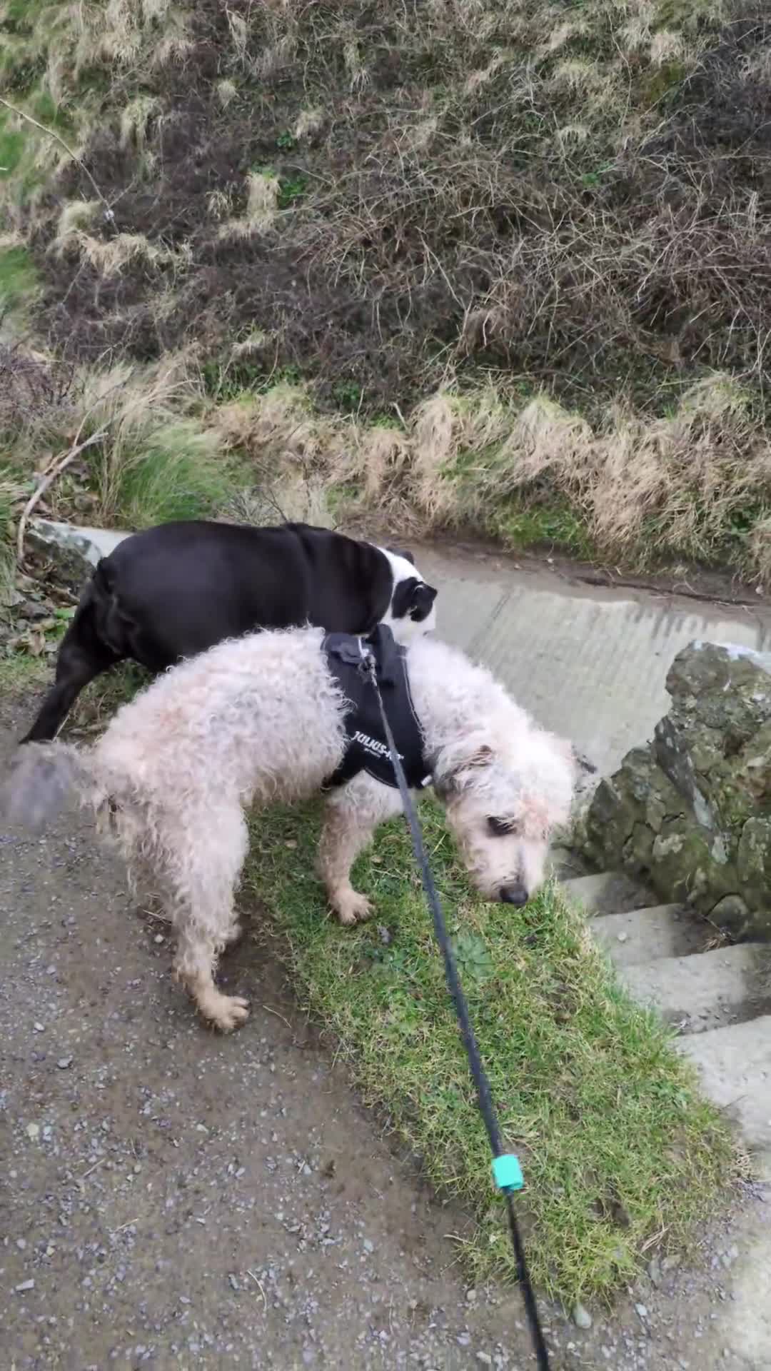Mixed Breed dogs for sale: 2 Beautiful girl puppies  - Video 5