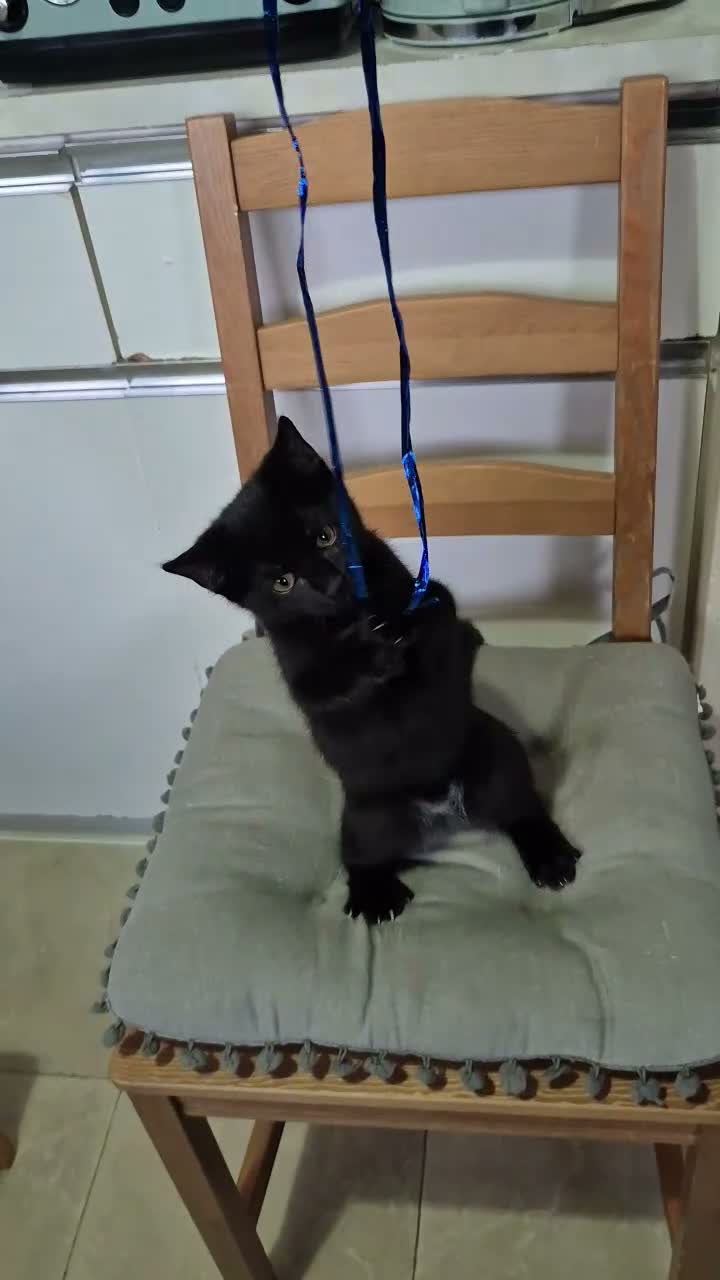 Mixed Breed cats for sale: ❤️Beautiful kittens❤️ - Video 2
