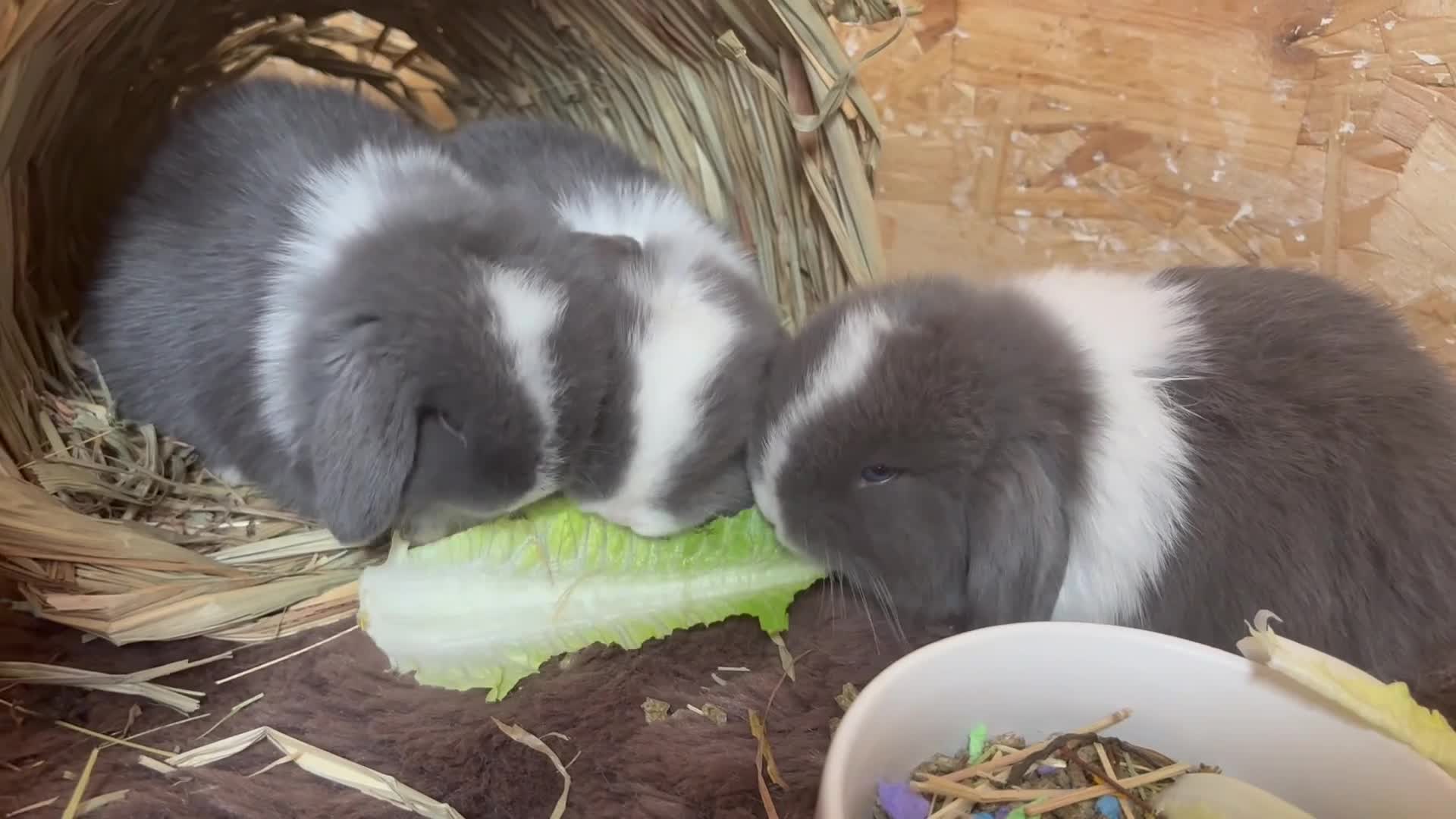 Mini Lop rabbits for sale: Pure bred miniature lop bunnies - Video 1