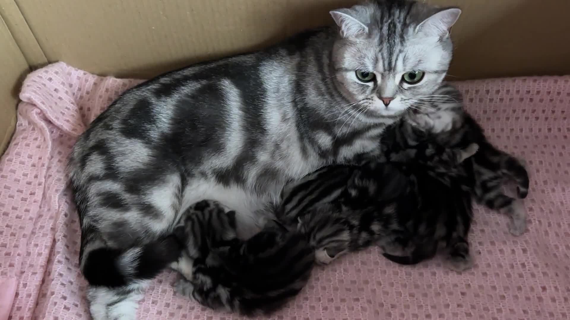 British Shorthair cats for sale: Silver Tabby BSH GCCF registered Kittens - Video 3