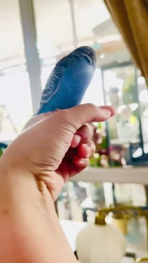Budgerigars birds for sale: Beautiful tame baby budgies for sale  - Video 3