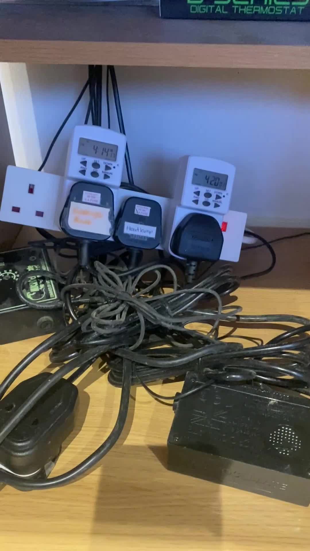 Bearded Dragon reptiles for sale: Bearded dragon and full set up.  - Video 2