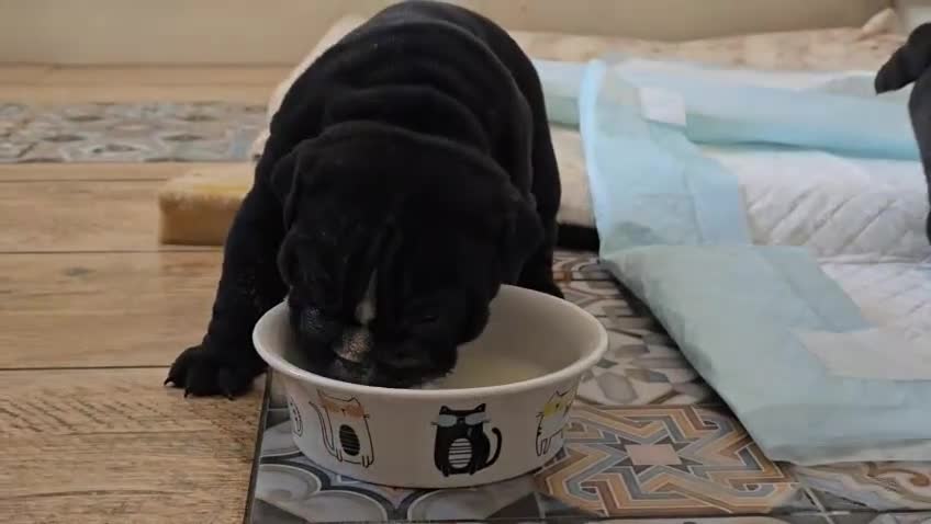 English Bulldog dogs for sale: Beautiful English buldog awaiting for new parents - Video 2