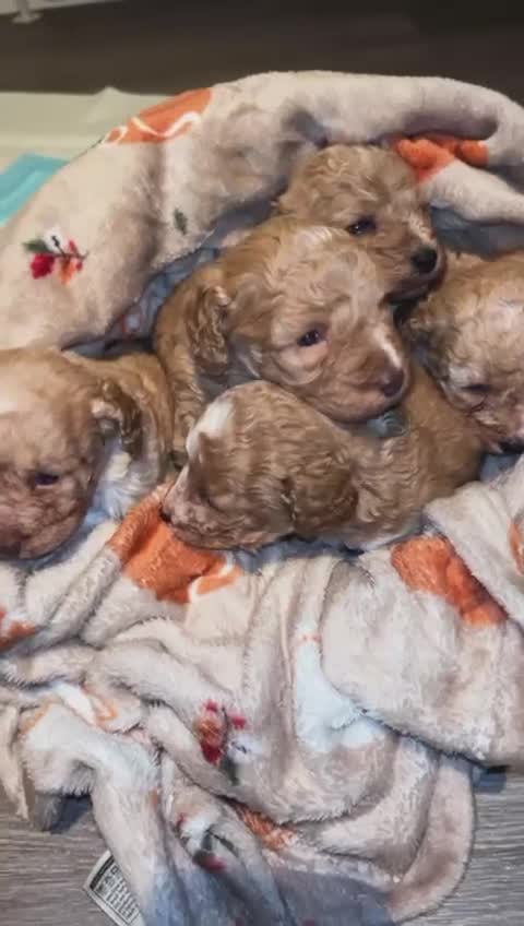 Cockapoo dogs for sale: Ready to Leave 🐶 Cockapoo Puppy’s  - Video 1