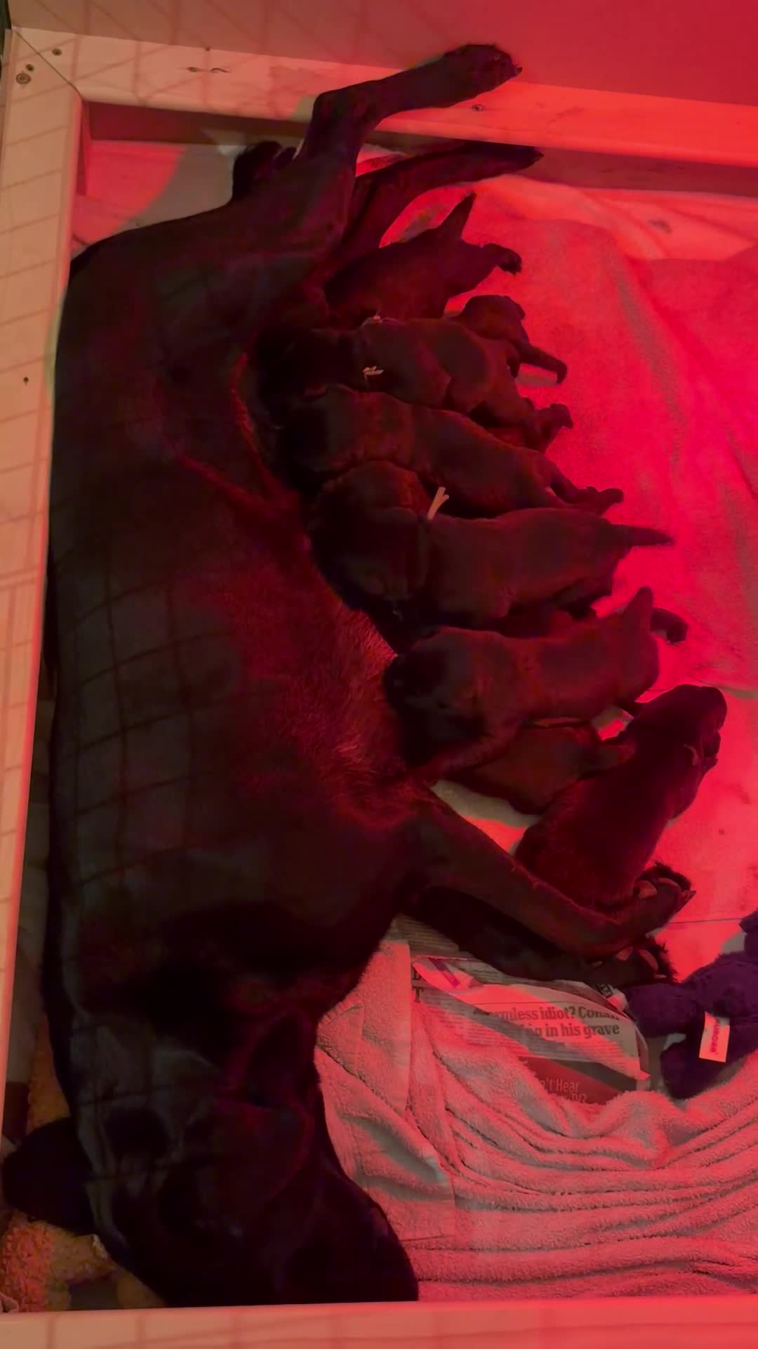 Labrador Retriever dogs for sale: 5 black Labrador boys available - Video 1