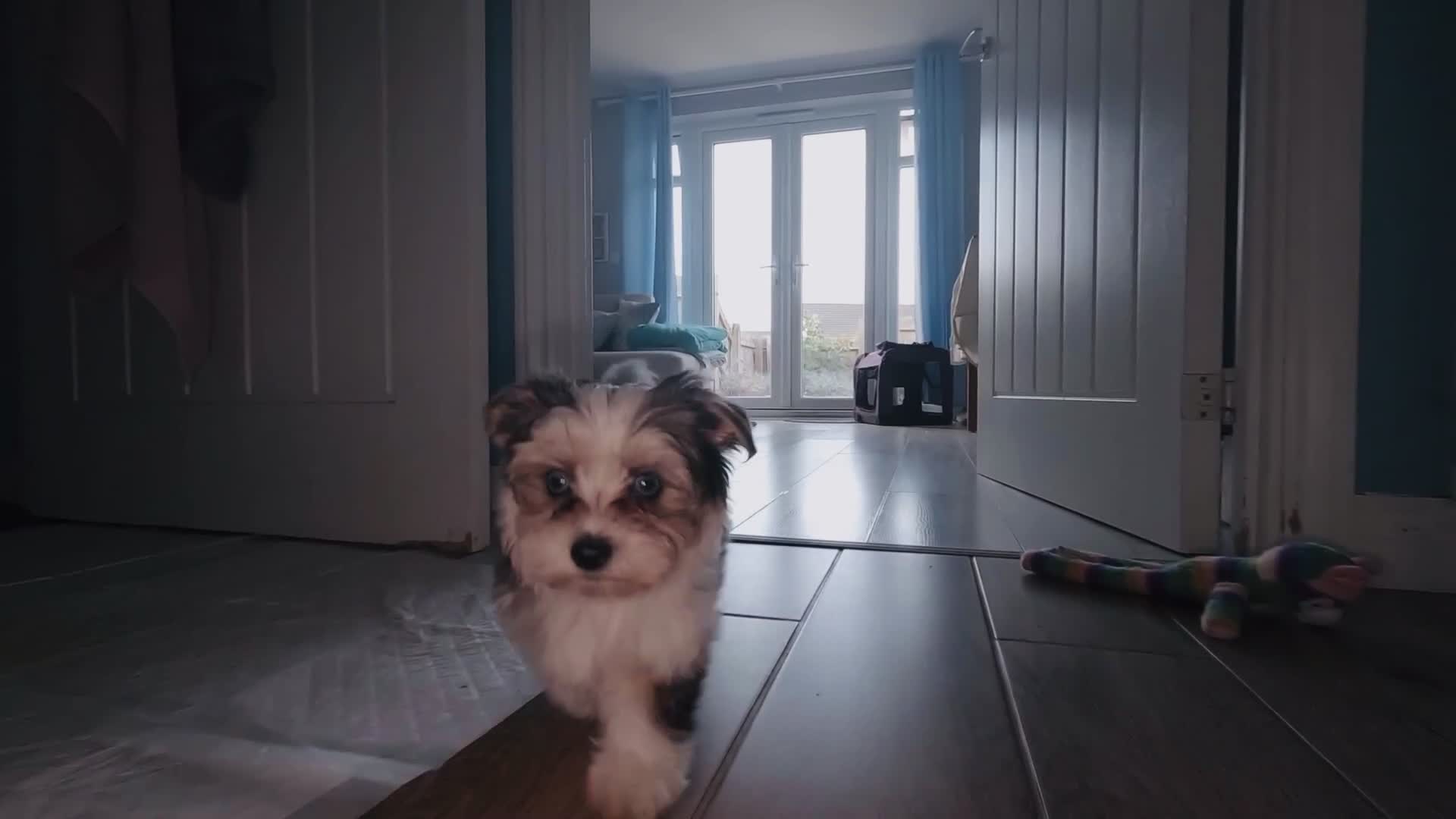 Yorkshire Terrier dogs for sale: ❤️ Beautiful merle Yorkshire terrier ready now❤️ - Video 4