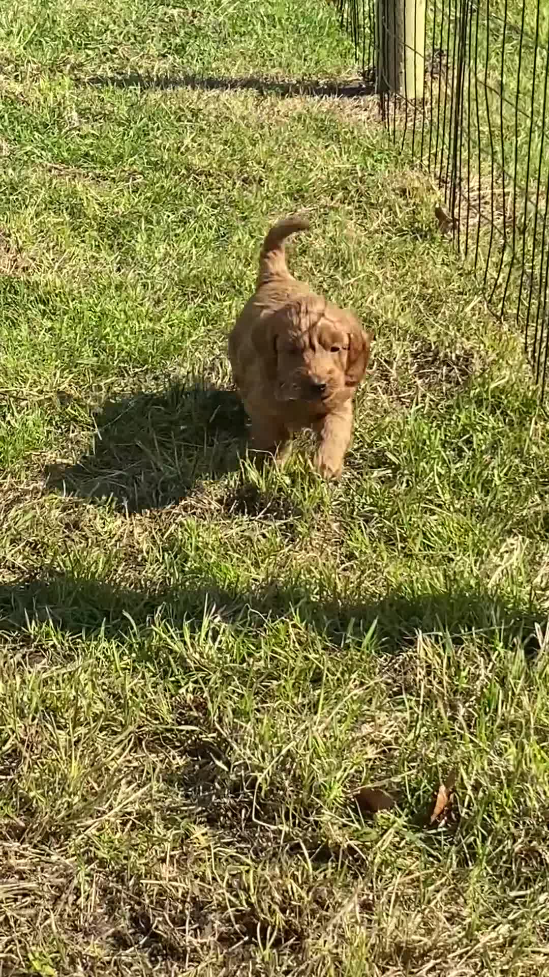 Cockapoo dogs for sale: Fox Red Cockapoo Puppies - Video 4