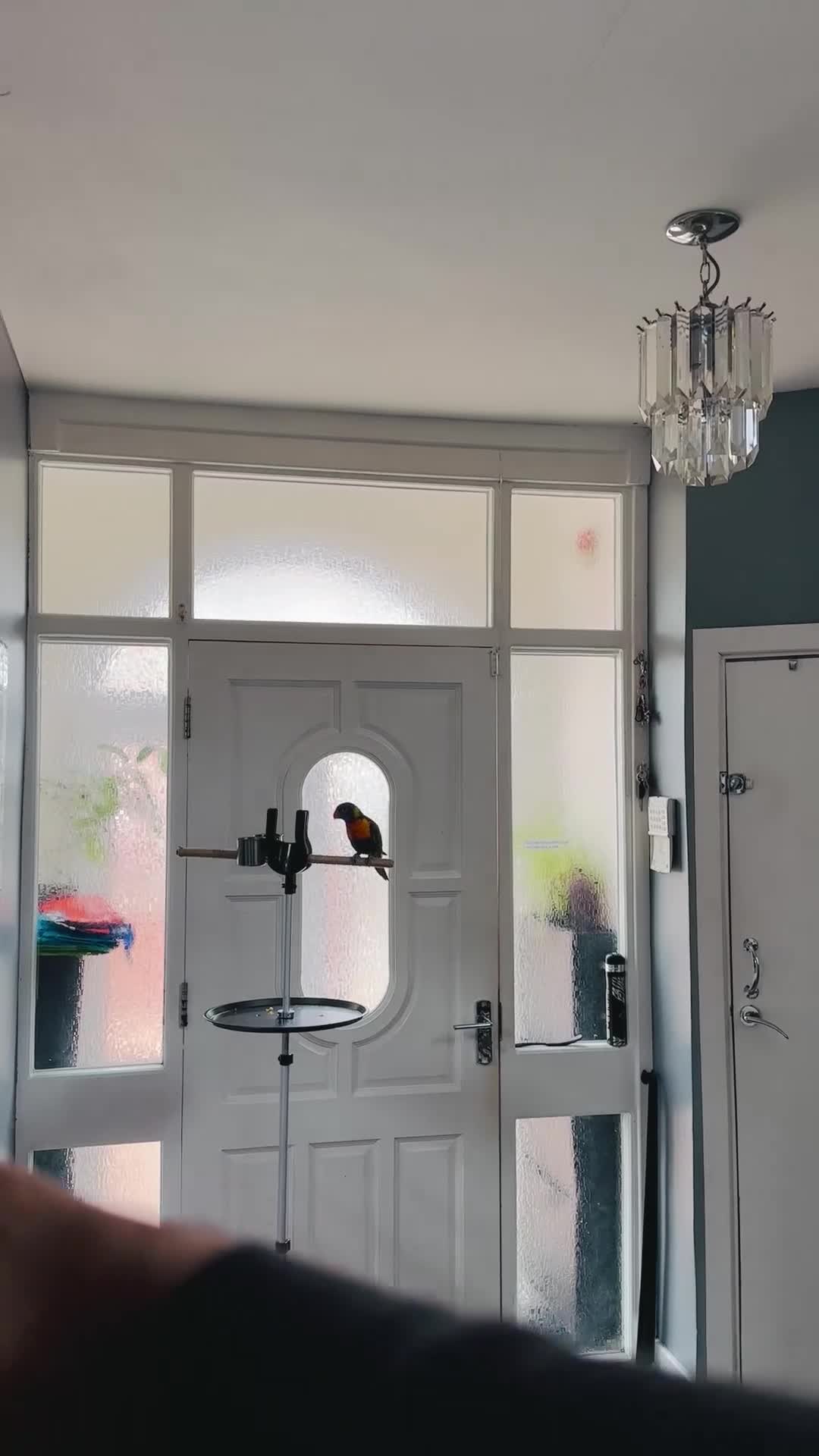 Parrots birds for sale: Rainbow Lorikeet + cage & food - Video 1