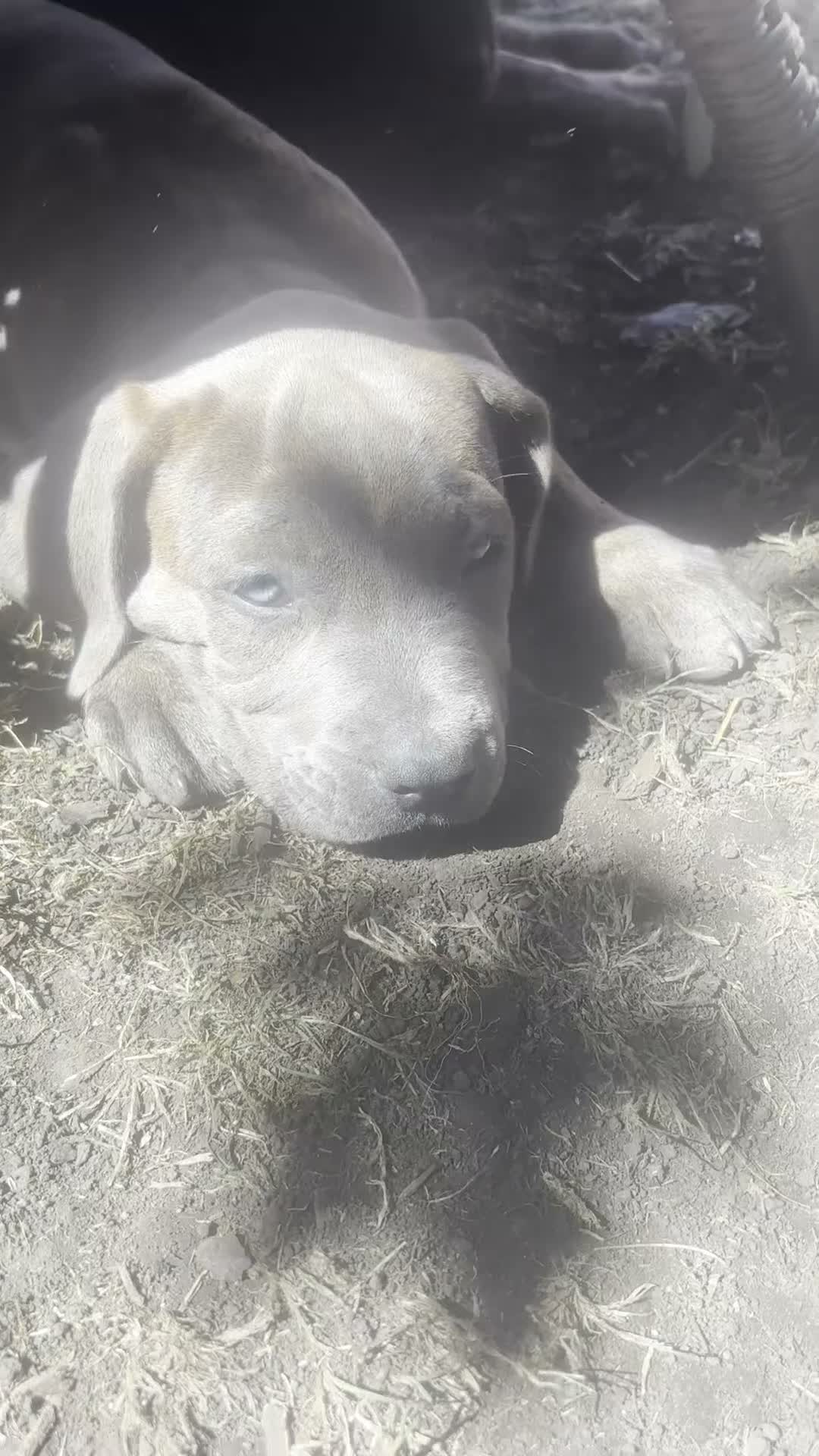 Mixed Breed dogs for sale: Silver Grey Male Cane Corso / Bulmastiff PuppY - Video 1