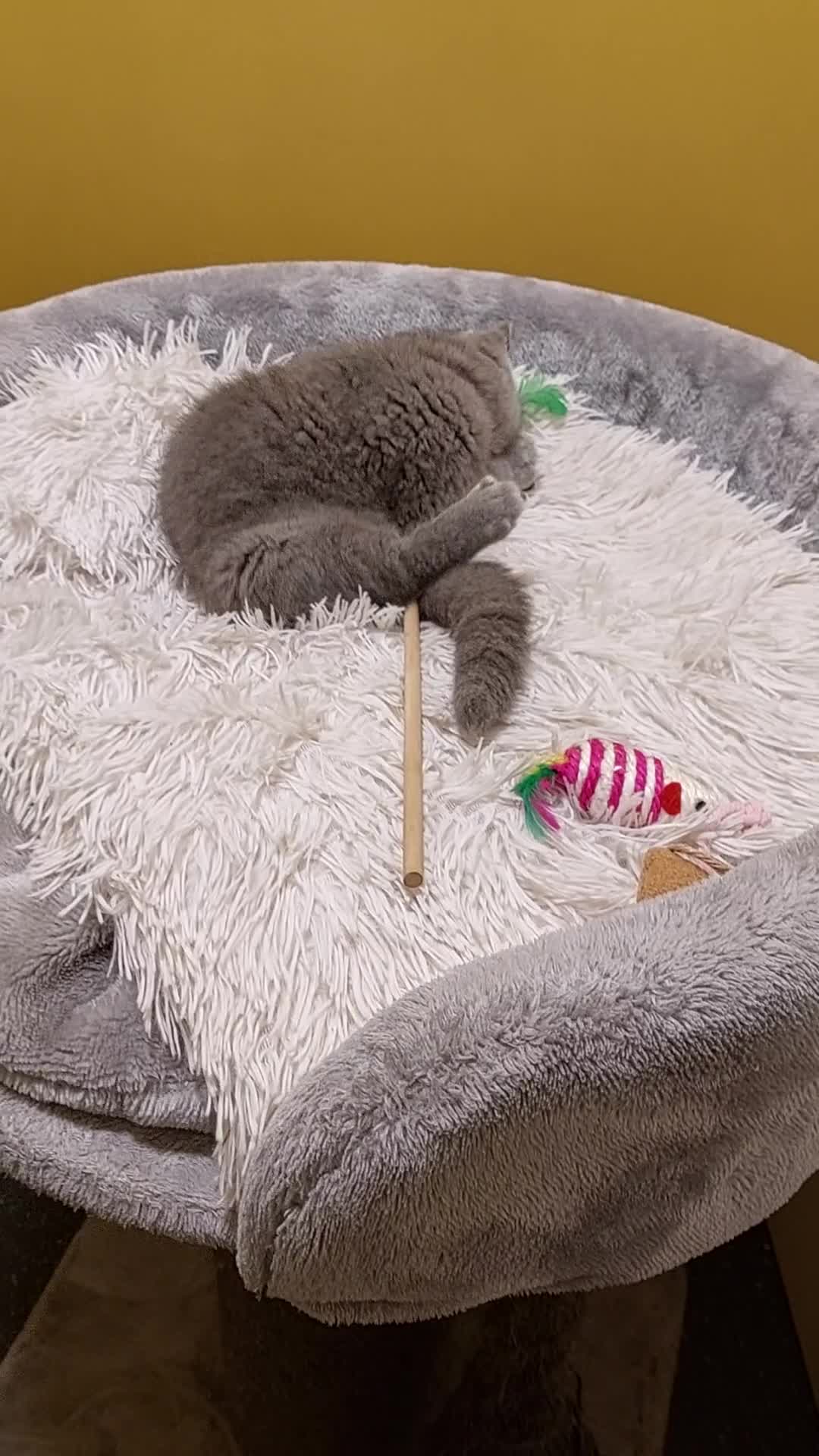 British Shorthair cats for sale: OUTSTANDING🏆PEDIGREE🎖CH SIRED in Dudley - Video 2