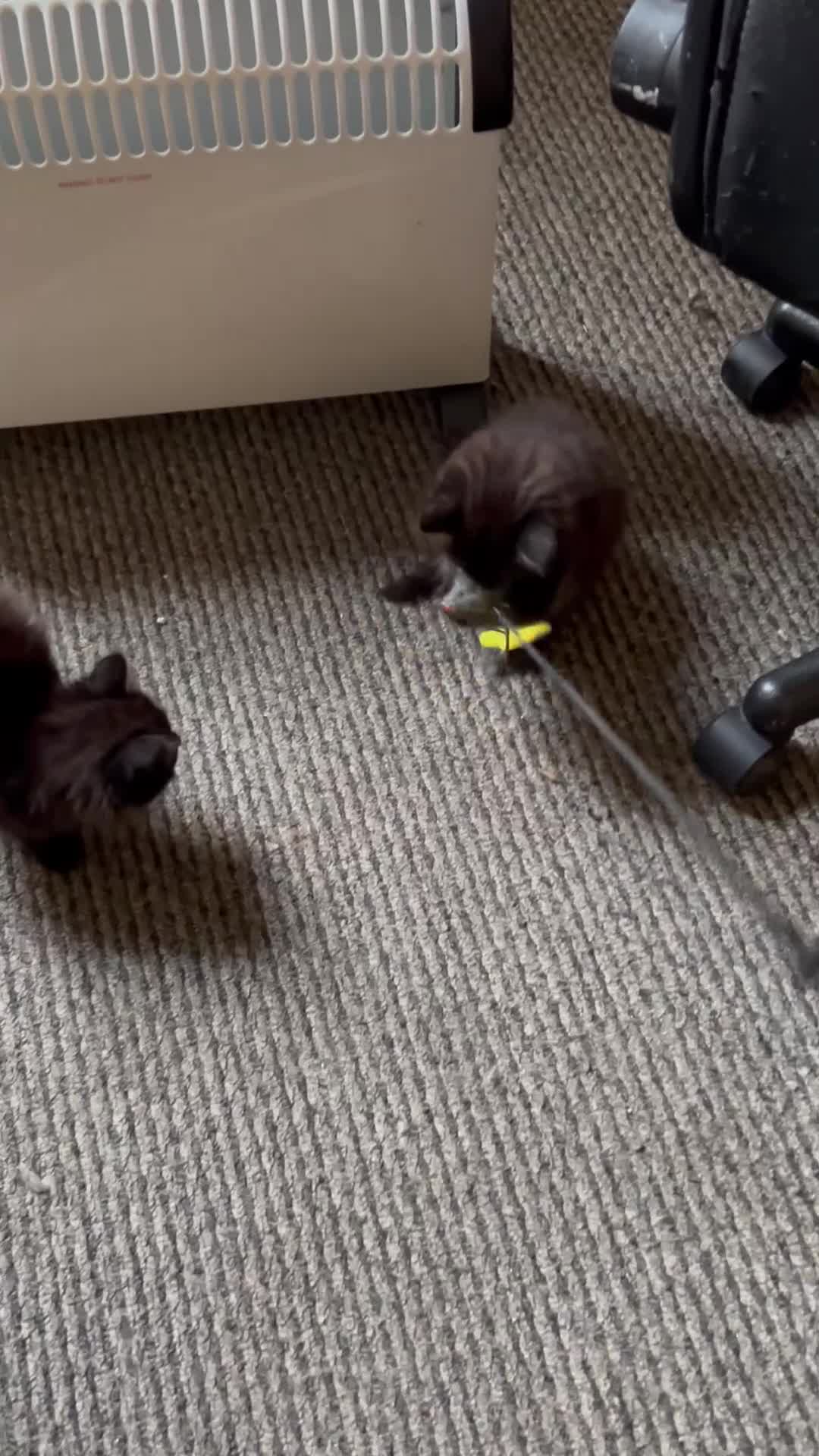 Mixed Breed cats for sale: Two little bundles of joy. - Video 1