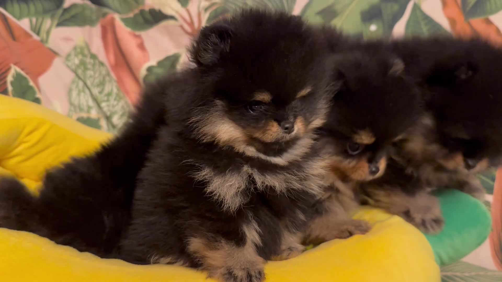 Pomeranian dogs for sale: KC Russian/Taiwan Pomeranian puppies - Video 1