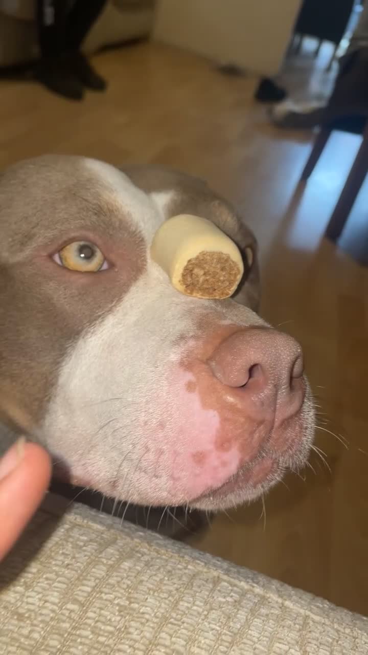 American Bully dogs for sale: American Bully - Freya  - Video 5