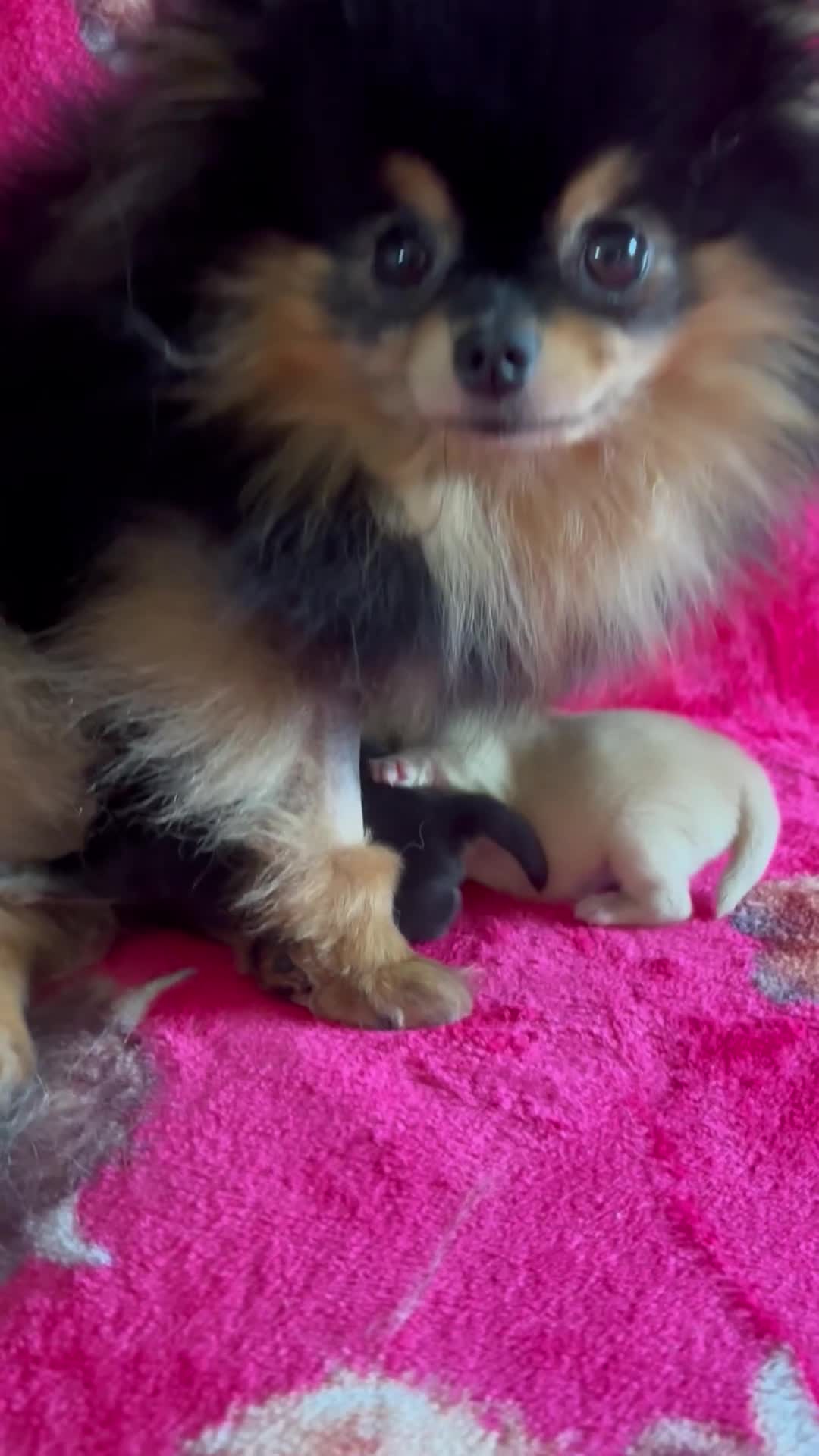 Pomeranian dogs for sale: Beautiful teddy bear Pomeranians - Video 1