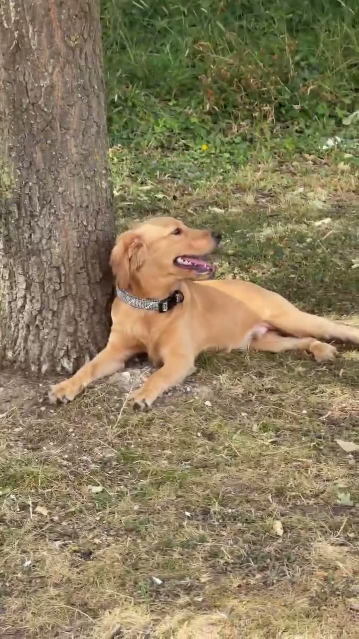 Mixed Breed dogs for sale: 7 months Golden Retriever x Cocker Spinal - Video 1