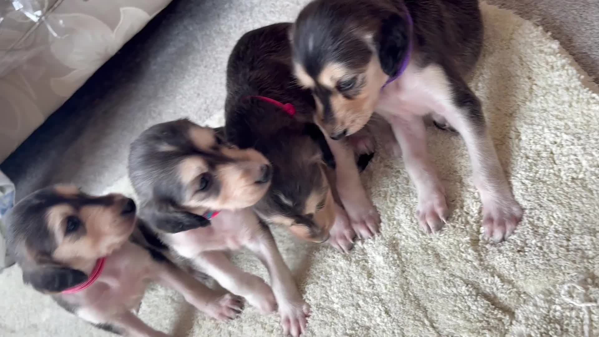 Saluki dogs for sale: KC registered saluki puppies (American bloodlines) - Video 1
