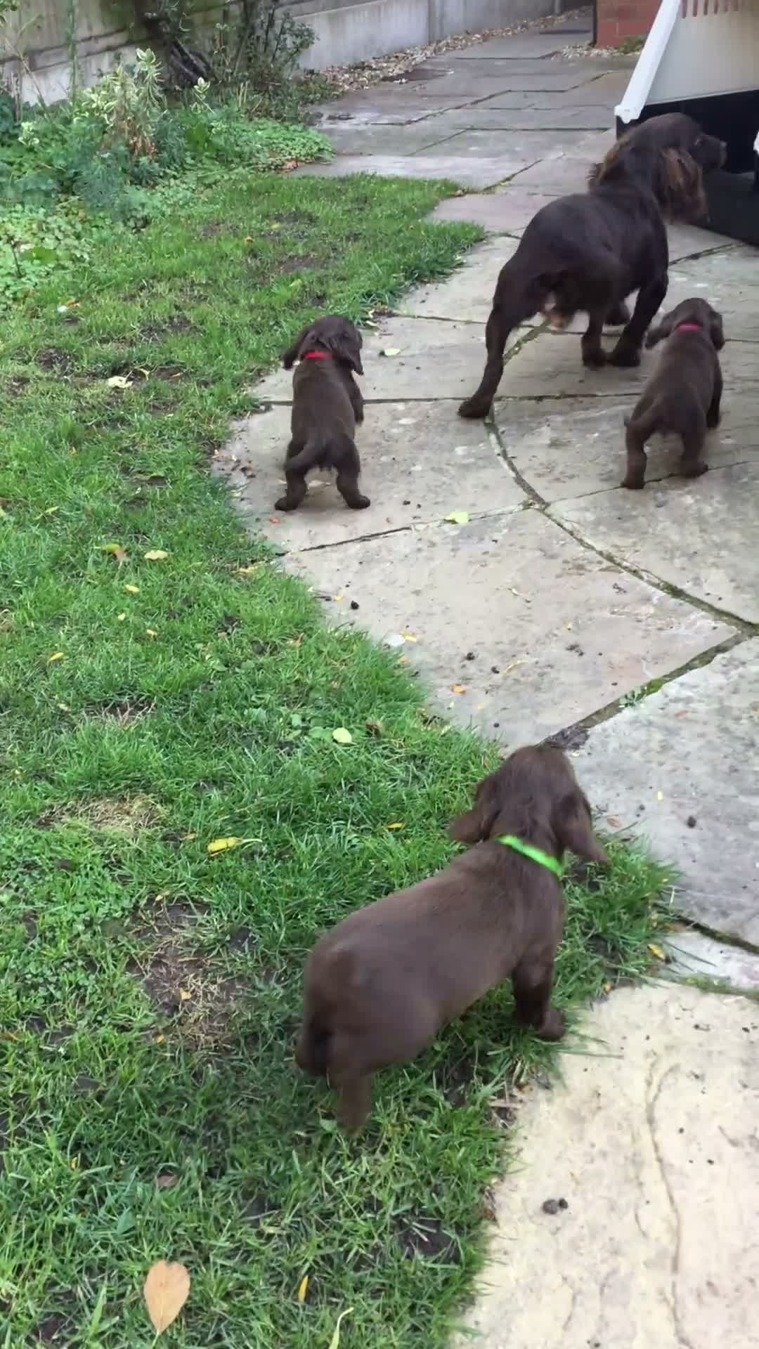 Cocker Spaniel dogs for sale: KC REG COCKER SPANIEL PUPPIES  - Video 1