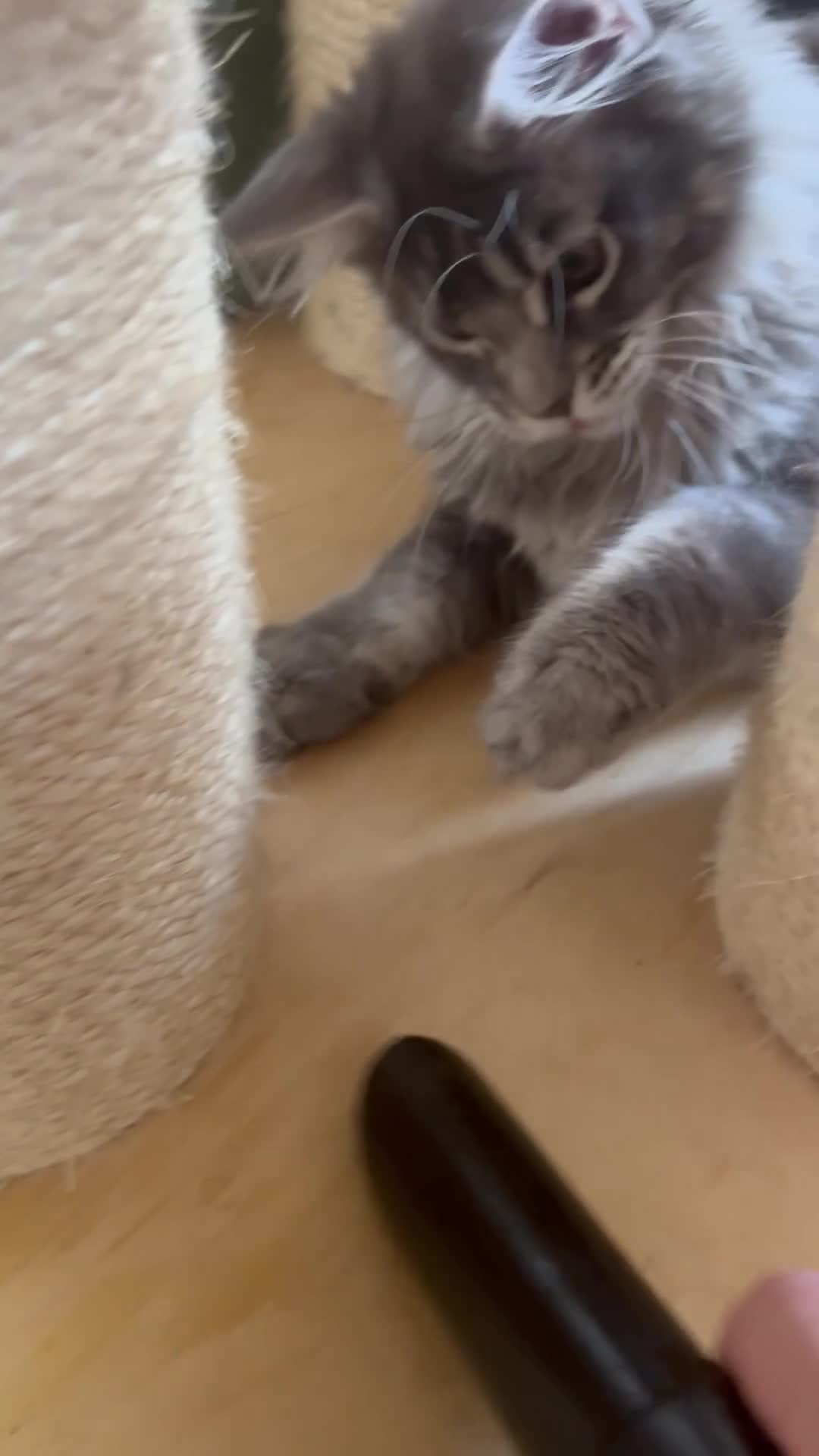 Maine Coon cats for sale: Xena hoover warrior maine coon female blue ticked - Video 2