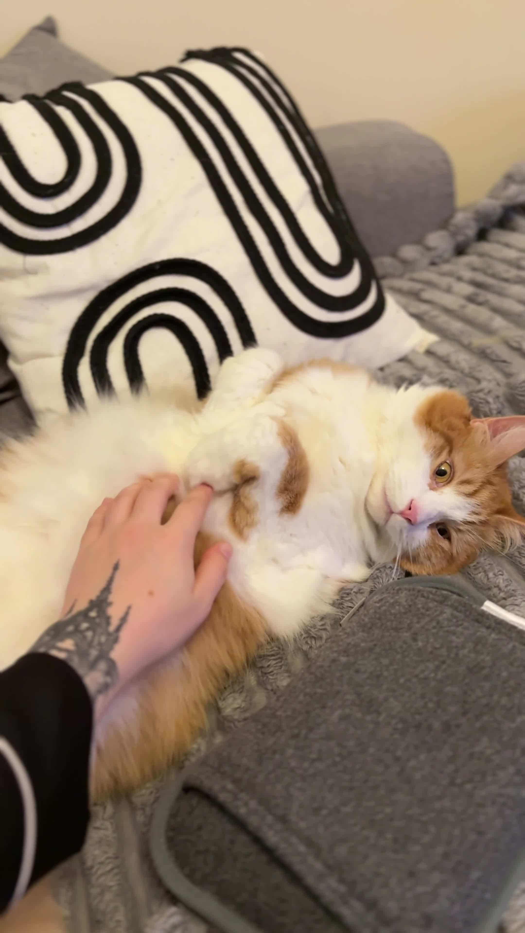 Mixed Breed cats for sale: Two adults cats for rehoming - Video 2