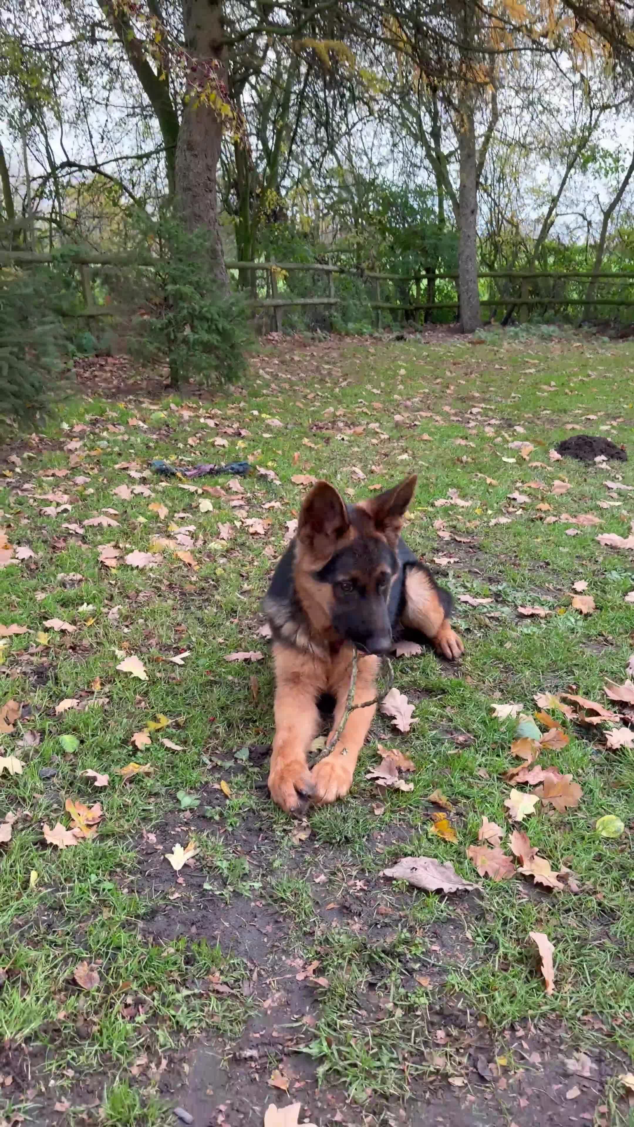 German Shepherd dogs for sale: Fantastic German Shepherd Puppy  - Video 1