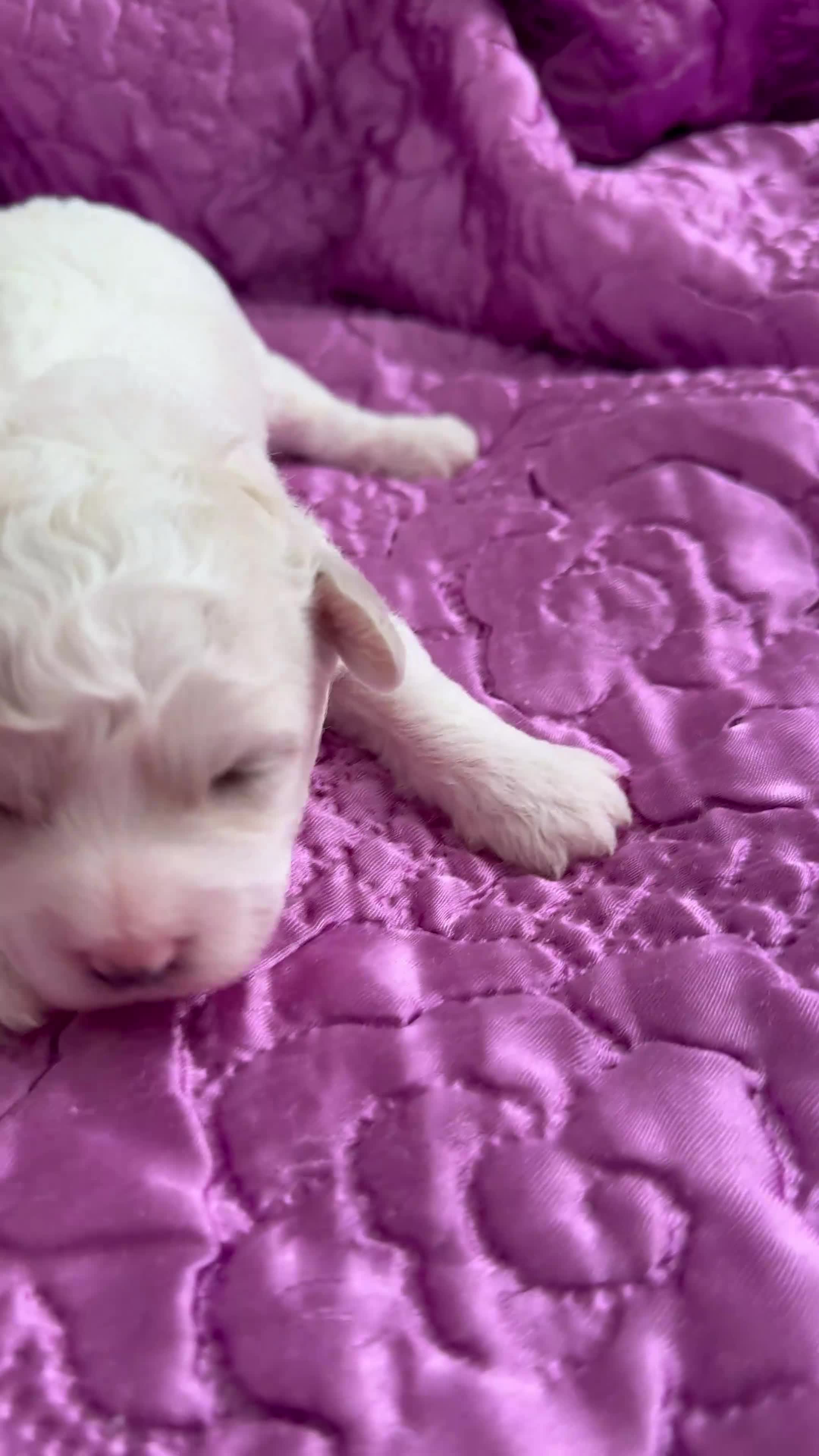 Bichon Frise dogs for sale: ☁️ Little Clouds Looking for Their Forever Home ☁️ - Video 2
