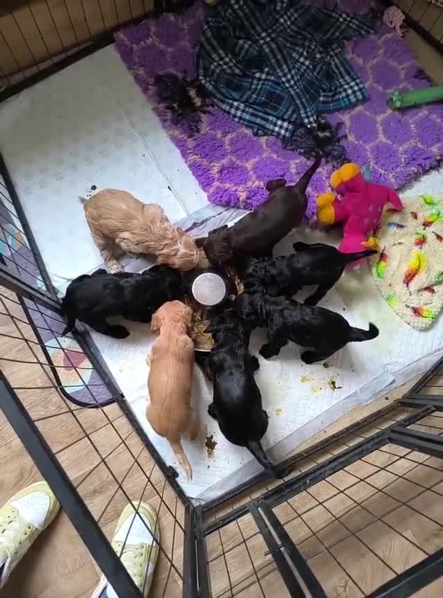Cockapoo dogs for sale: Adorable Cockapoo puppies  - Video 1