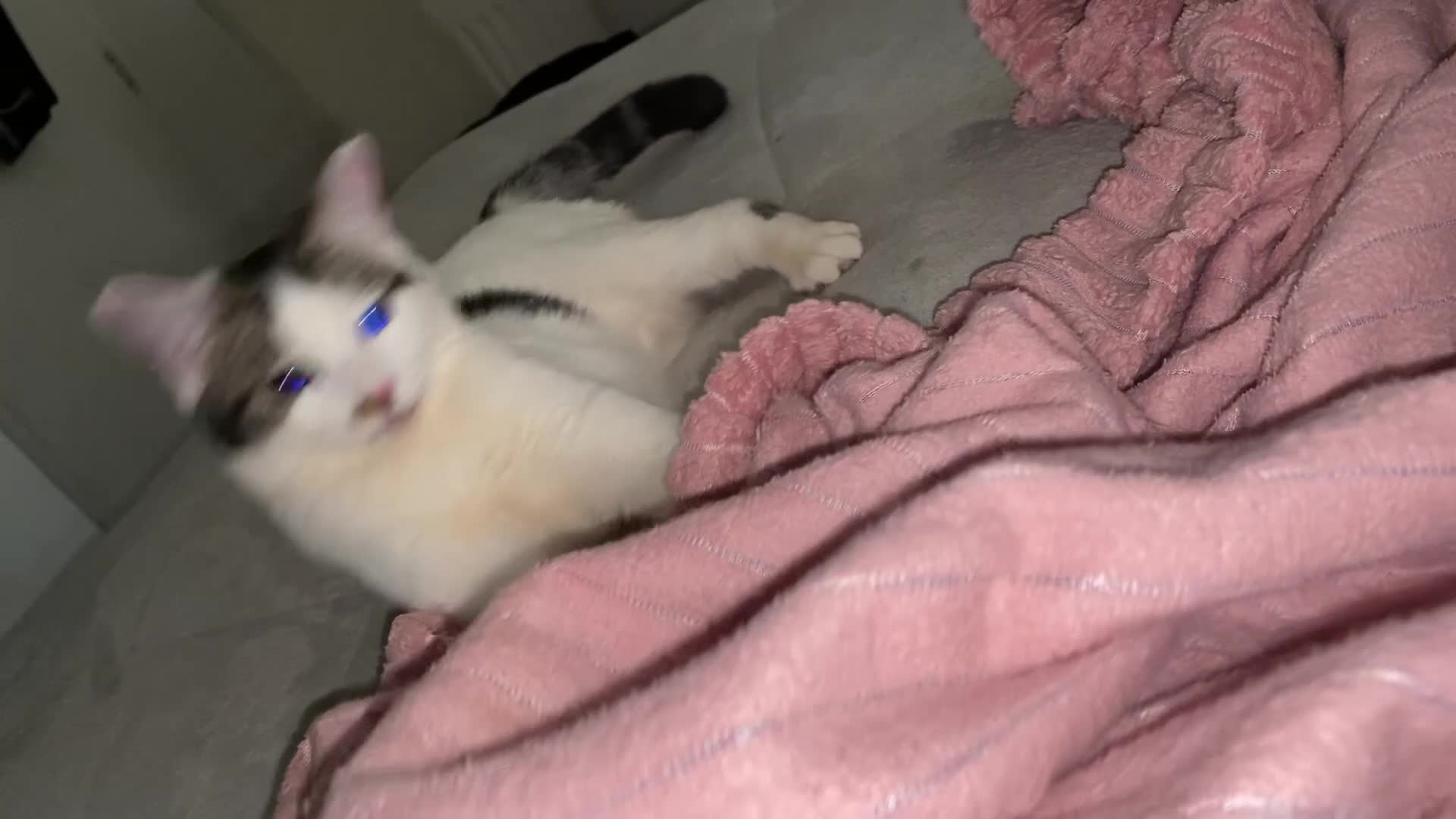 Mixed Breed cats for sale: Beautiful cat half breed (female) - Video 3