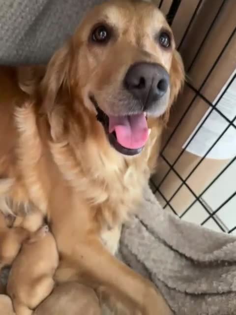 Golden Retriever dogs for sale: MGolden Retriever Puppies – Ready from 12th June - Video 1