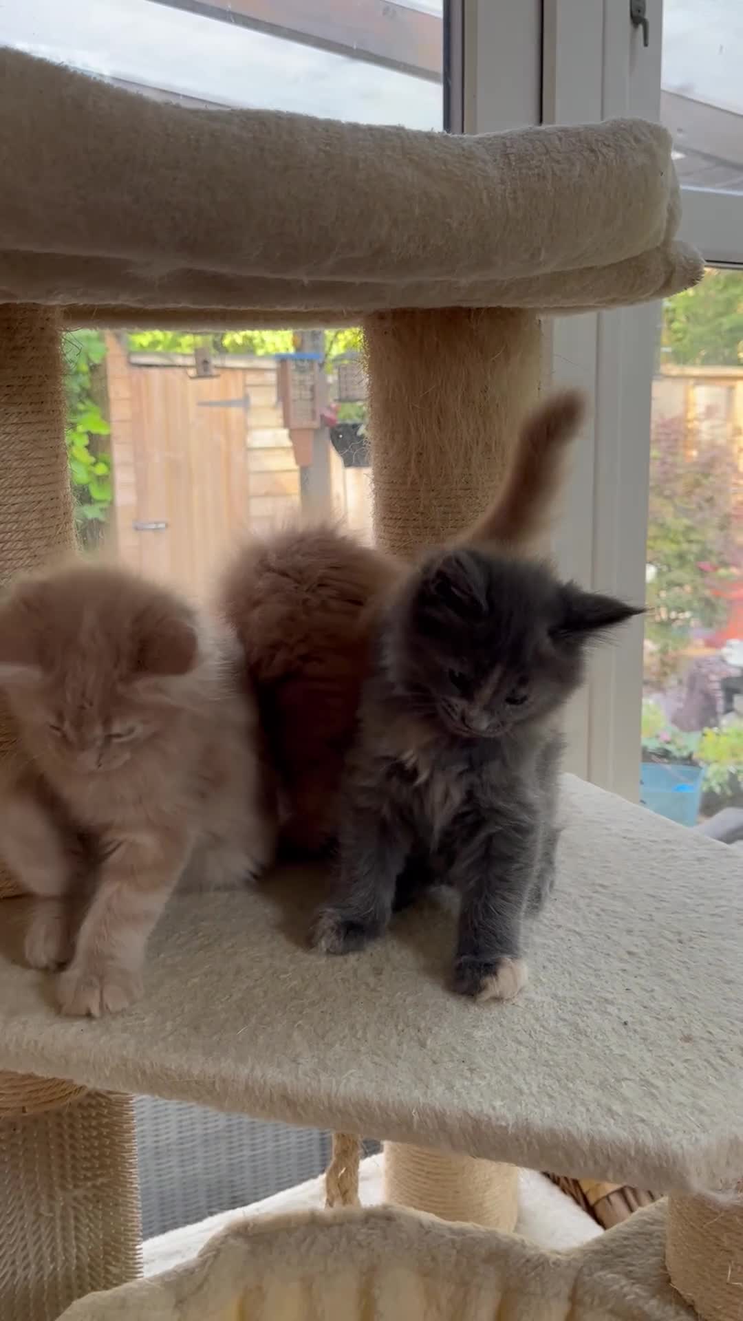 Maine Coon cats for sale: Full 💯 European Maine coons kittens - Video 1