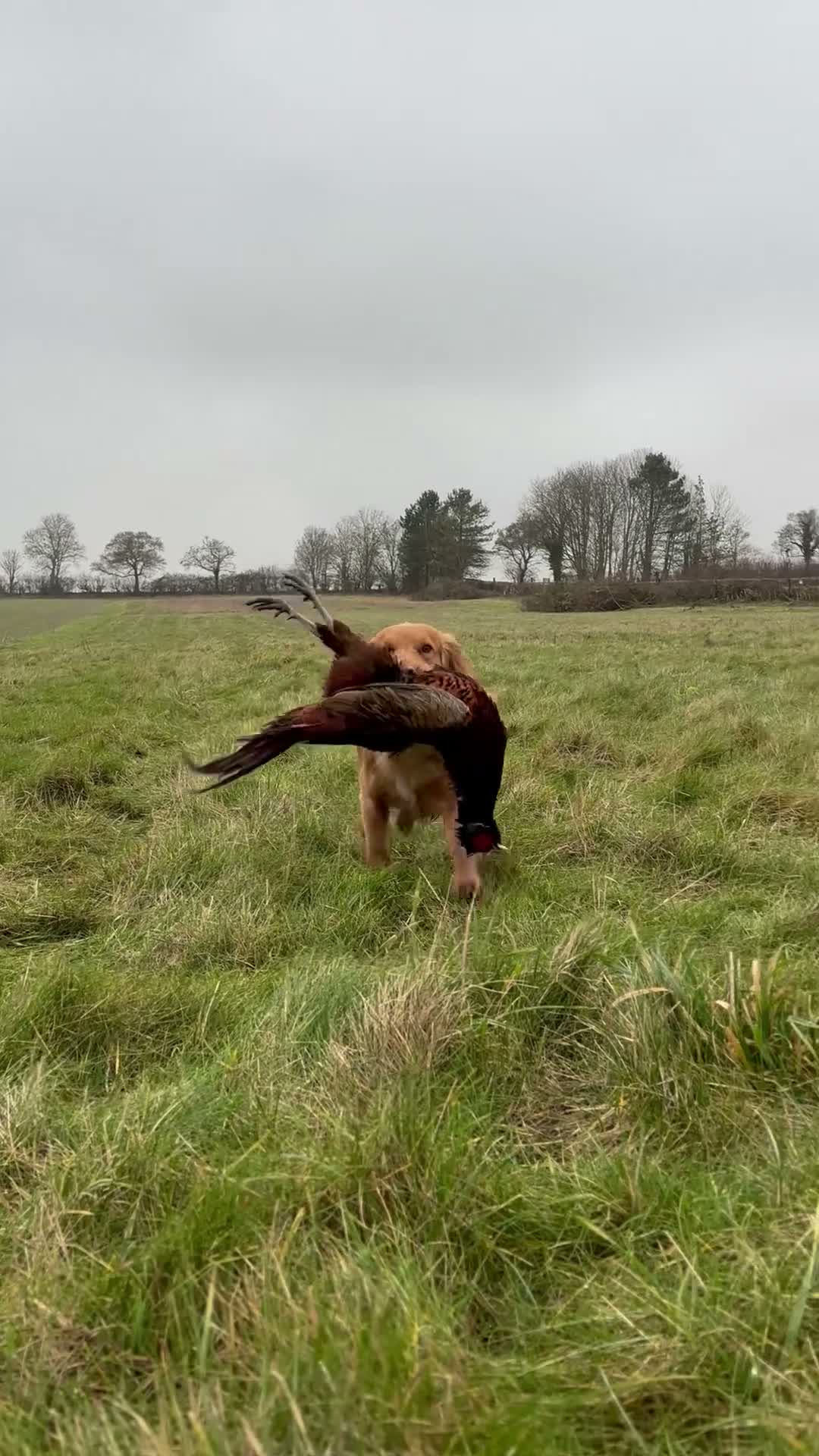 Cocker Spaniel dogs for stud: KCRegisteredHealthTestedStud- Salixjager of Silva  in Wallingford - Video 1