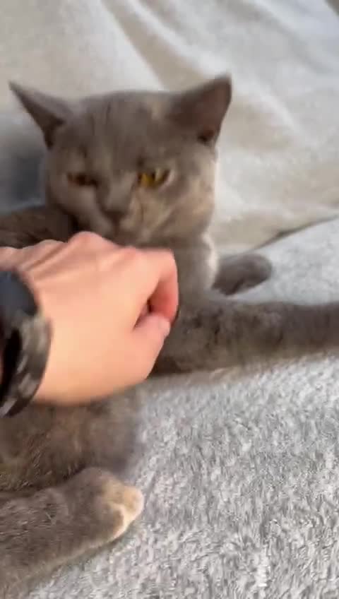 British Shorthair cats for sale: LAST 2 GCCF BSH Kittens – Ready NOW!! in Slough - Video 1