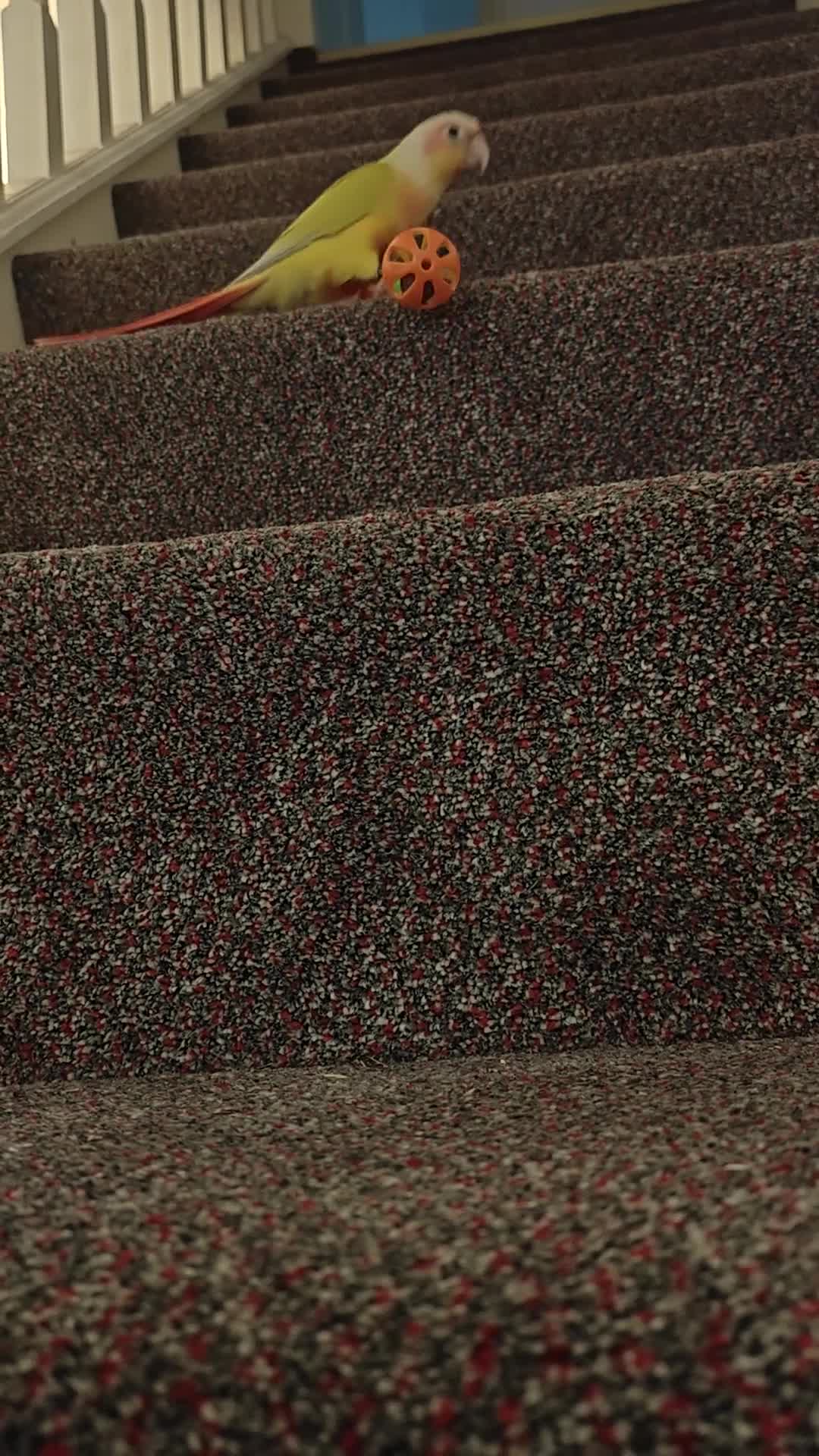 Conures birds for sale: Beautiful tammed Suncheek conure - Video 4