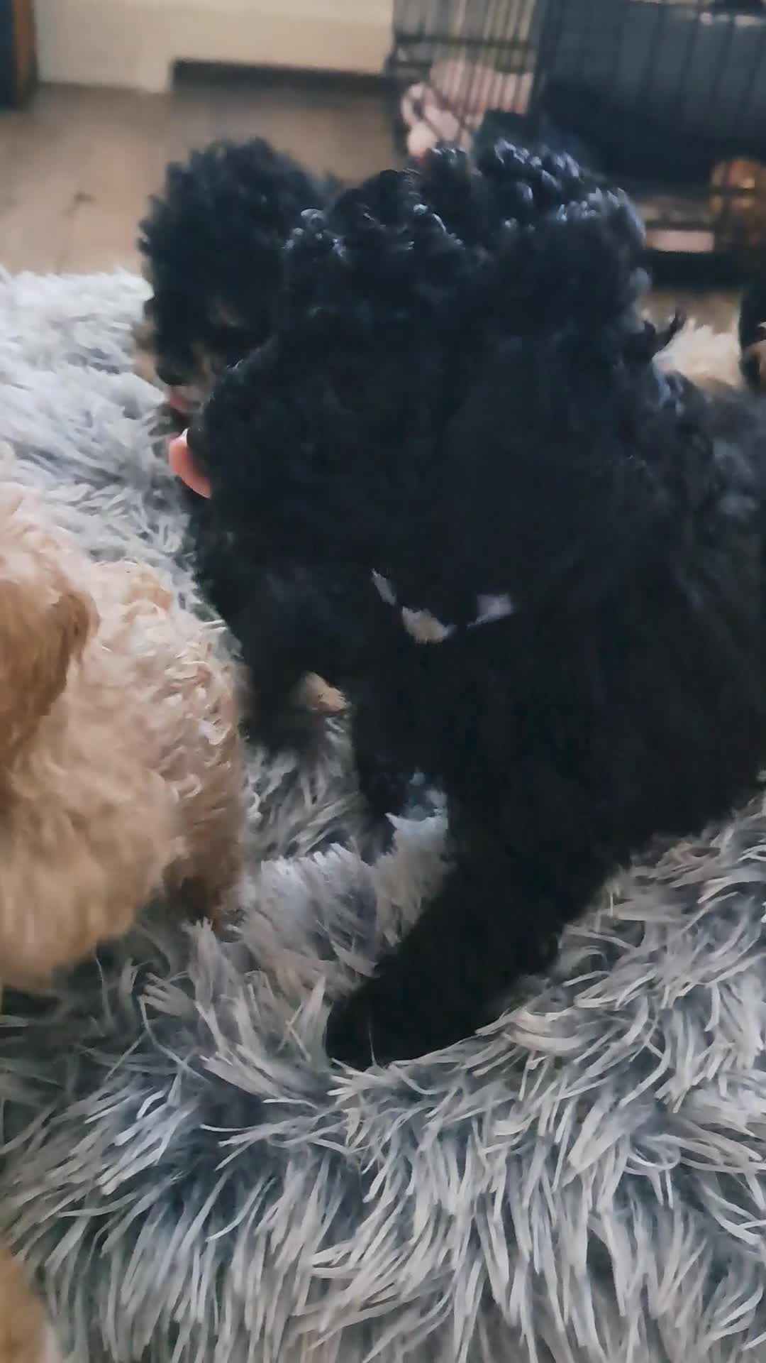 Toy Poodle dogs for sale: KC REG MIXED  LITTER TOY POODLES 1500 - Video 2