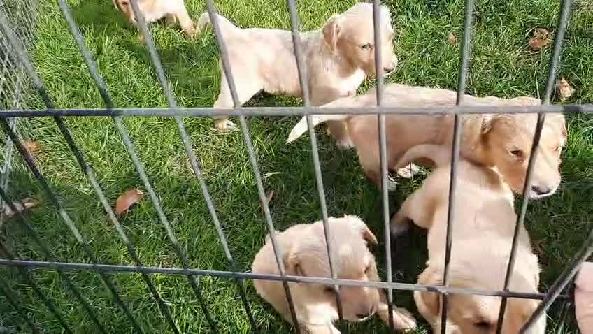 Golden Retriever dogs for sale: Golden Retriever Puppies - Video 1