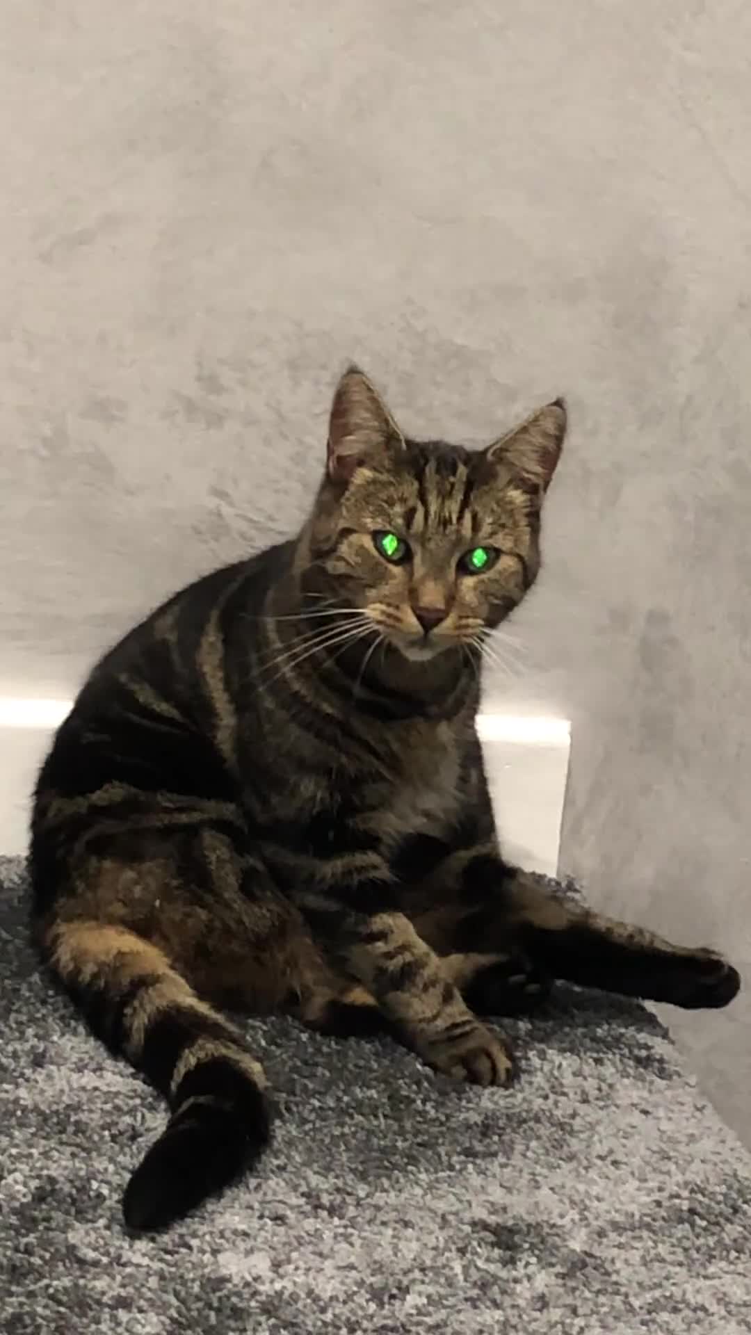 Mixed Breed cats for sale: Female cat Tammie  in Bedford - Video 1