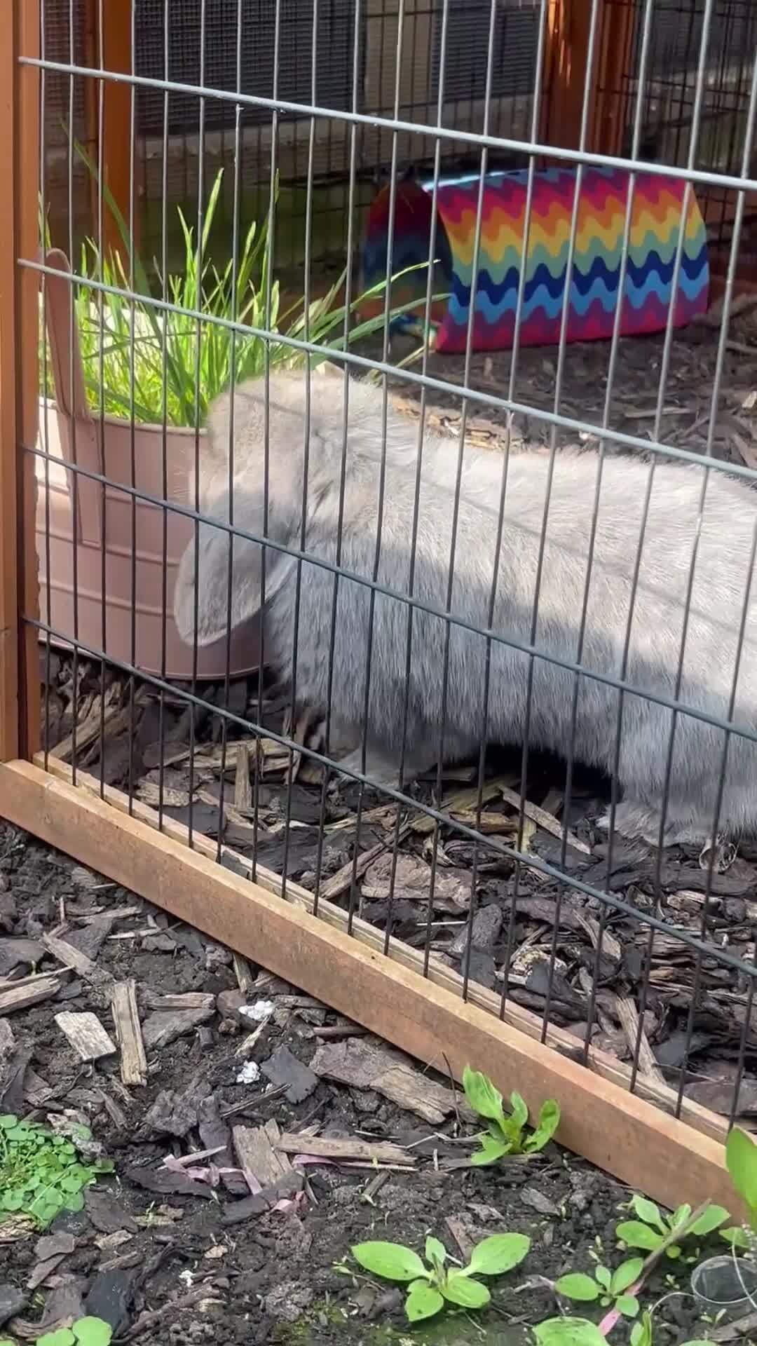 Mini Lop rabbits for sale: Beautiful blue self female  - Video 1