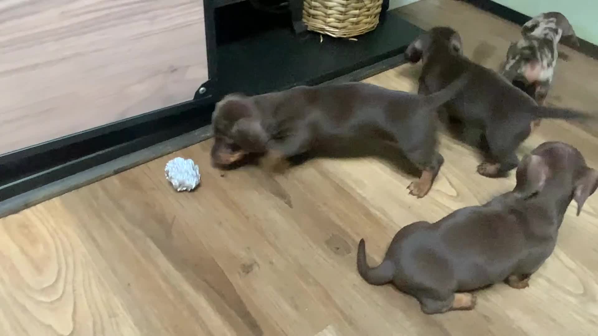 Miniature Dachshund dogs for sale: Funny happy miniature dachshund puppies - Video 2