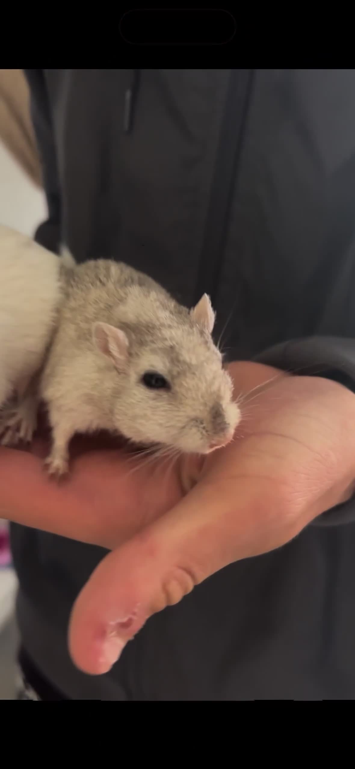 English rabbits for sale: Two handsome gerbils - Video 1