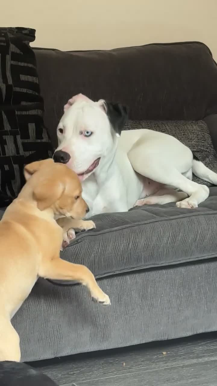 Bull Terrier dogs for sale: storm  - Video 5