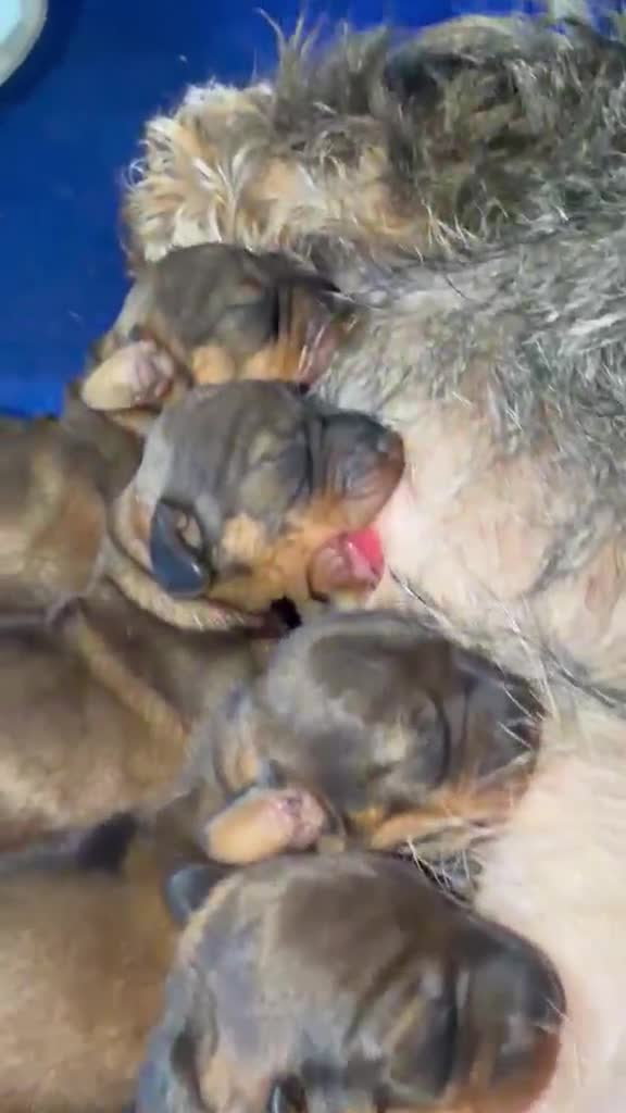 Dachshund dogs for sale: Wire Haired Dashund  - Video 5
