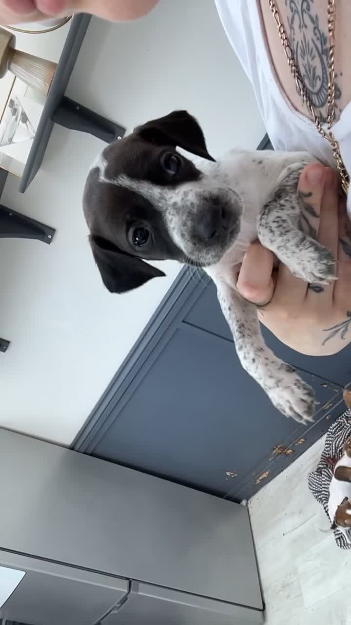 Mixed Breed dogs for sale: Vizsla X Whippet puppies - Video 1