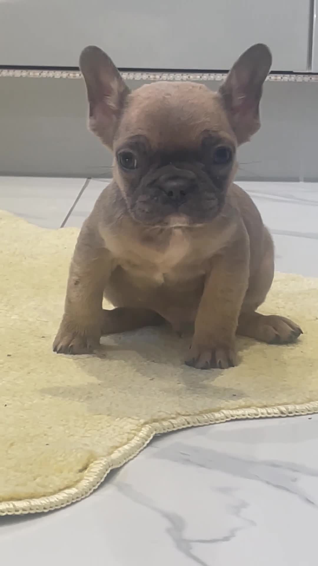 French Bulldog dogs for sale: Ready now!!! Reduce in price  - Video 2