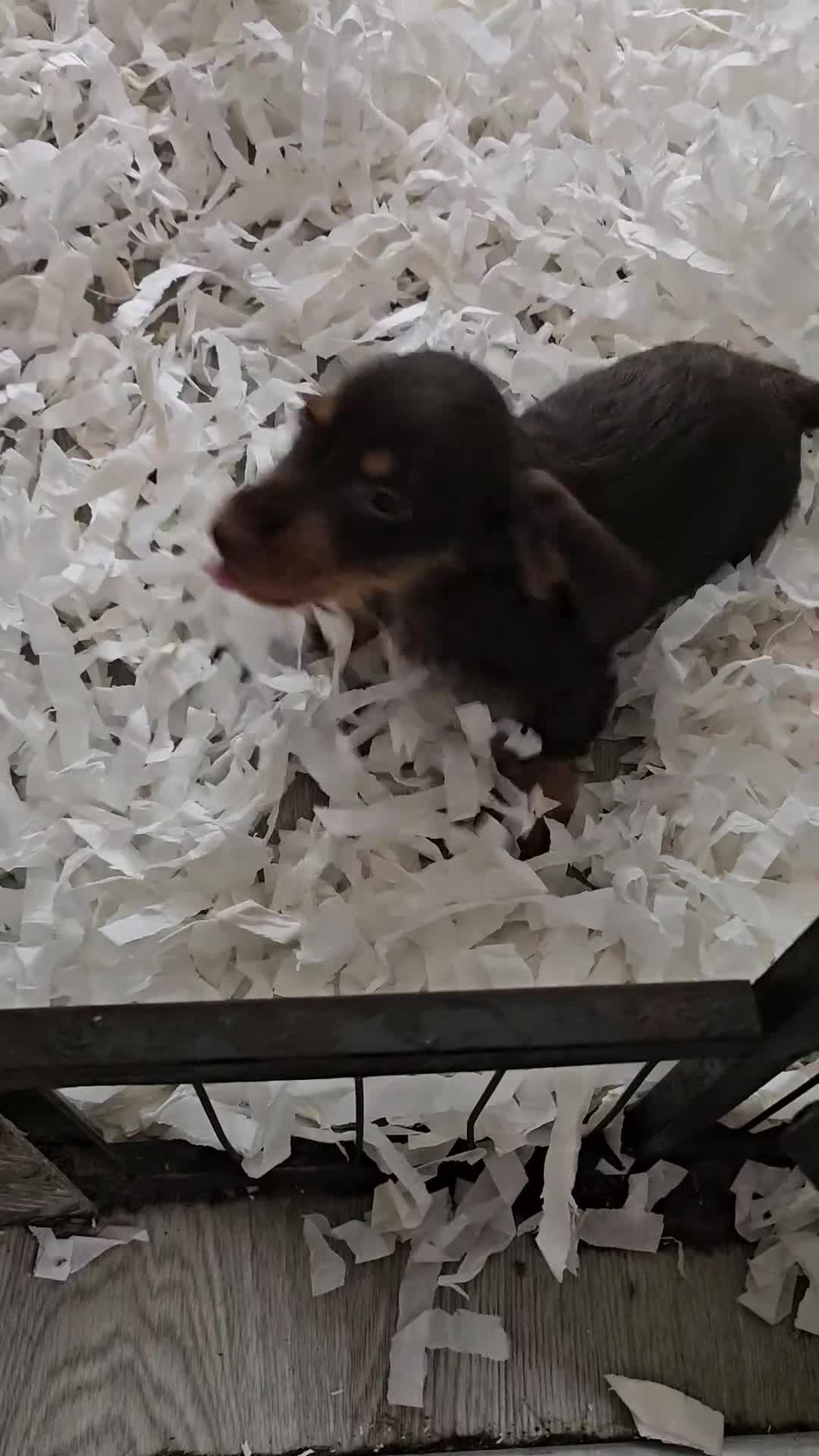 Miniature Dachshund dogs for sale: 4 beautiful wire haired daschunds  - Video 1