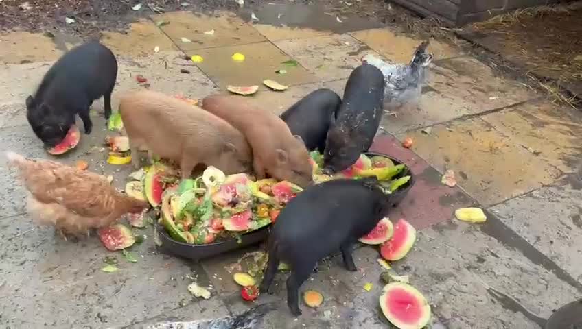 Pig livestock for sale: X4 Juliana mini pigs for sale  - Video 1