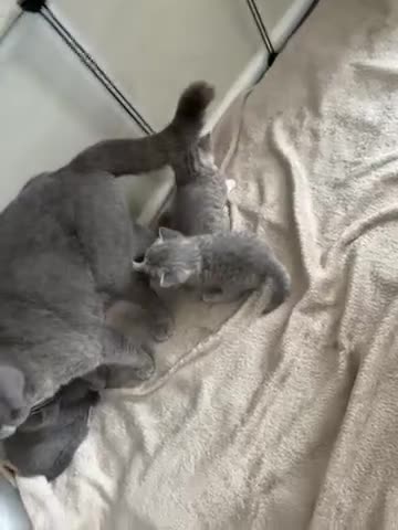 Mixed Breed cats for sale: British short hair cross - Video 2
